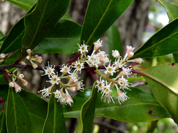 {Prunus caroliniana}